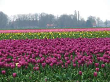 Holland 2014