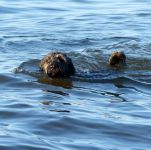 F&uuml;r gr&ouml;&szlig;eres Bild bitte klicken!